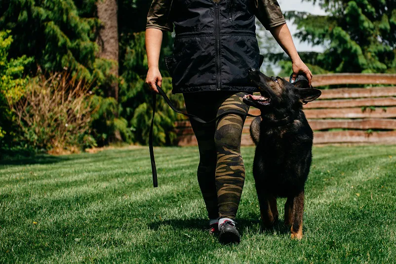 szkolenie-psow-bialystok (4).jpg